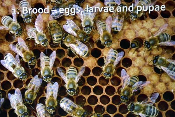 The wiggle dance.jpg